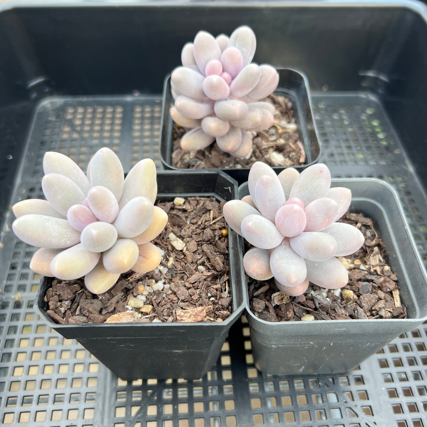 Pachyphytum 'Egg Tart'