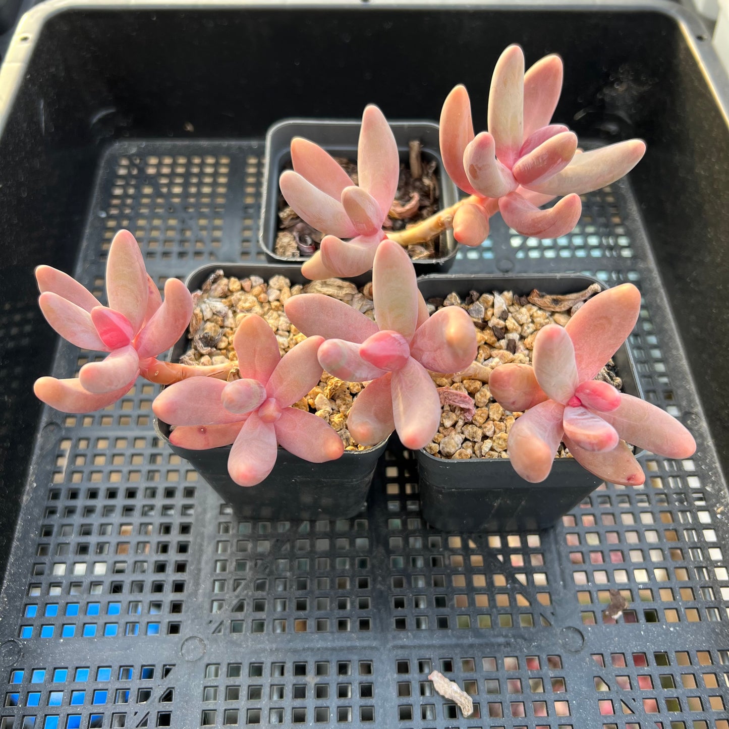 Pachysedum Ganzhou