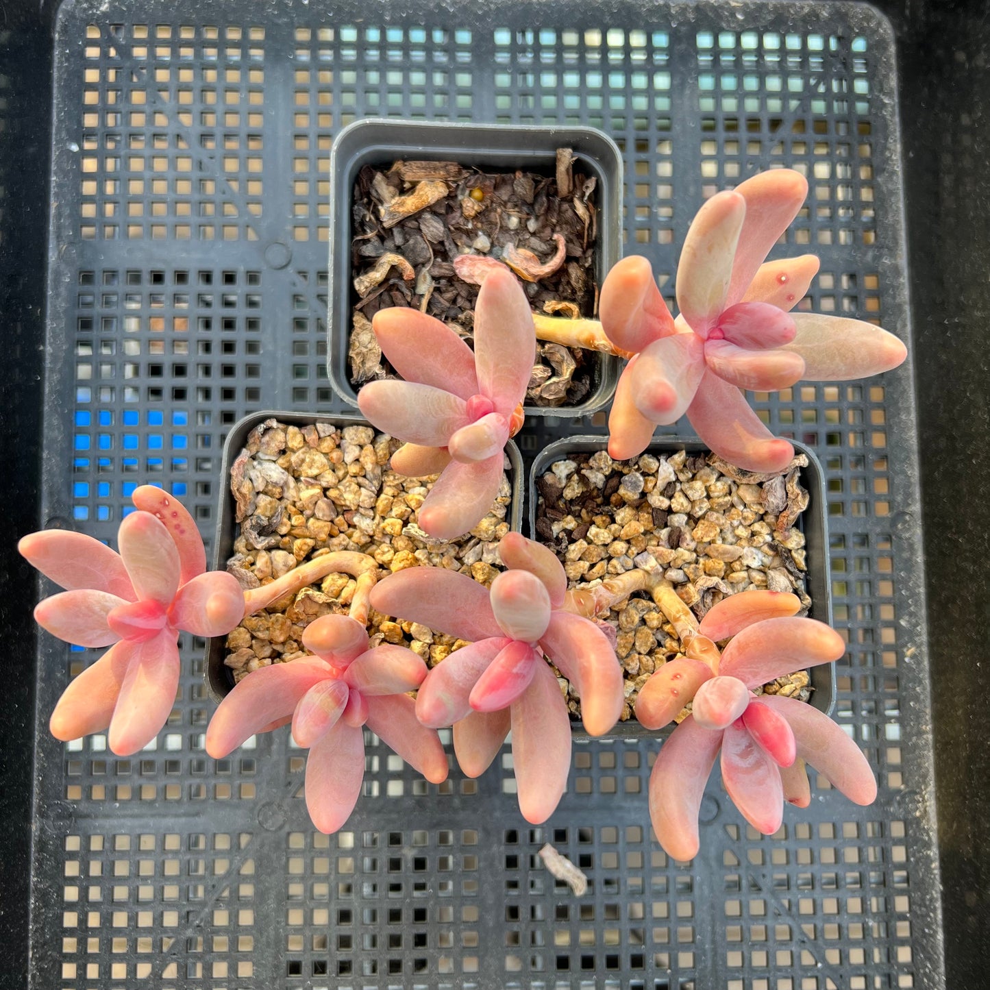 Pachysedum Ganzhou