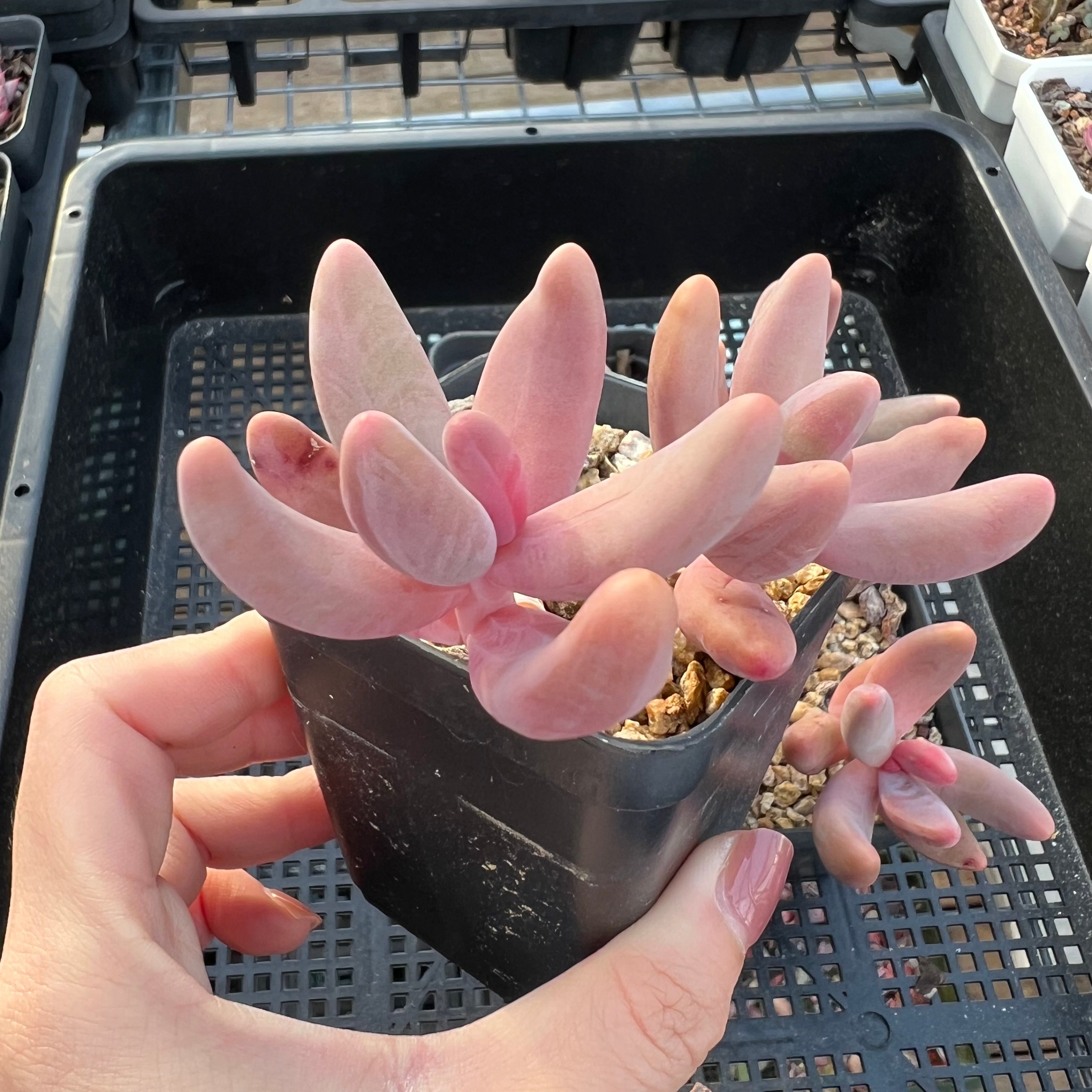 guangzhou succulent Pachysedum Ganzhou