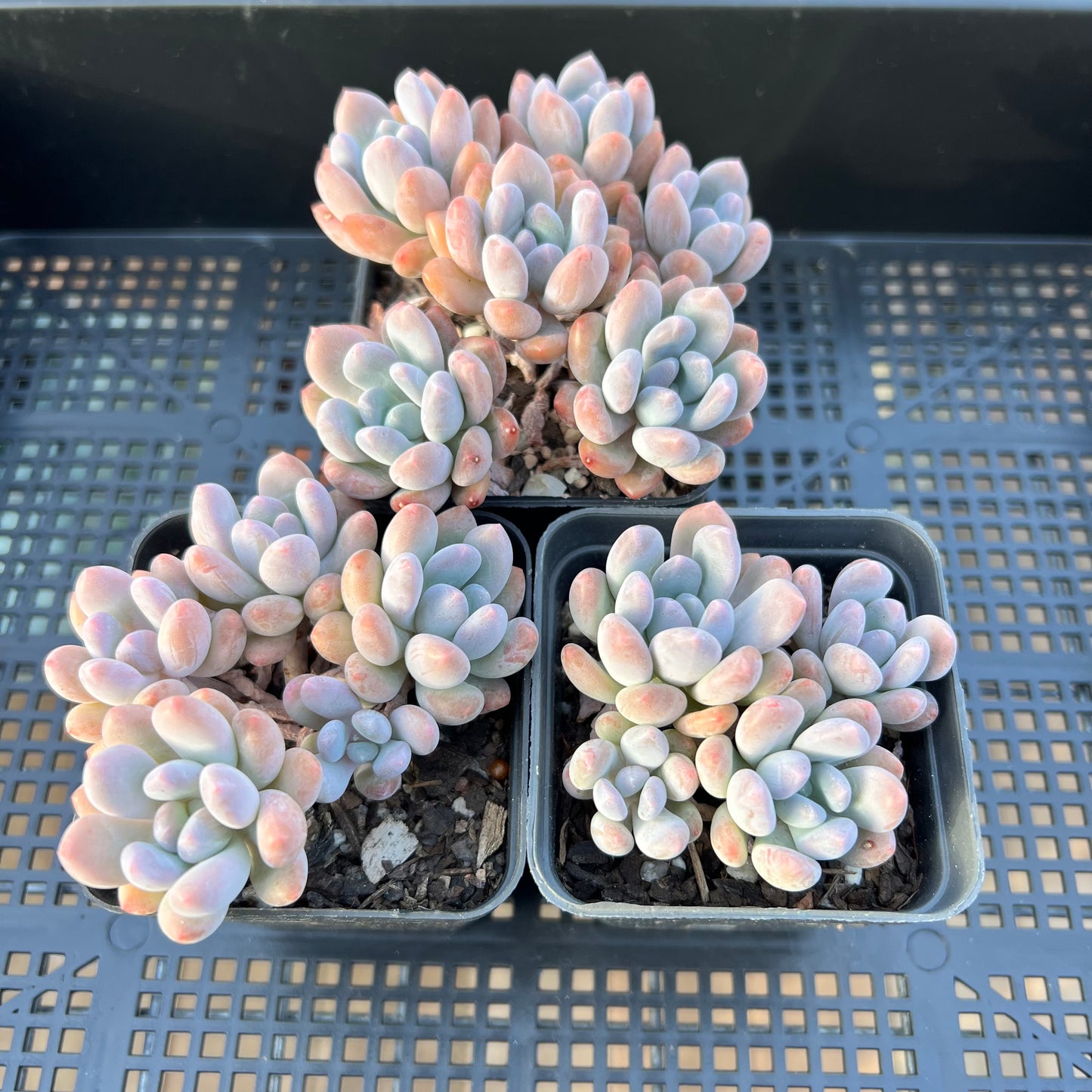 Pachyveria Clavifolia