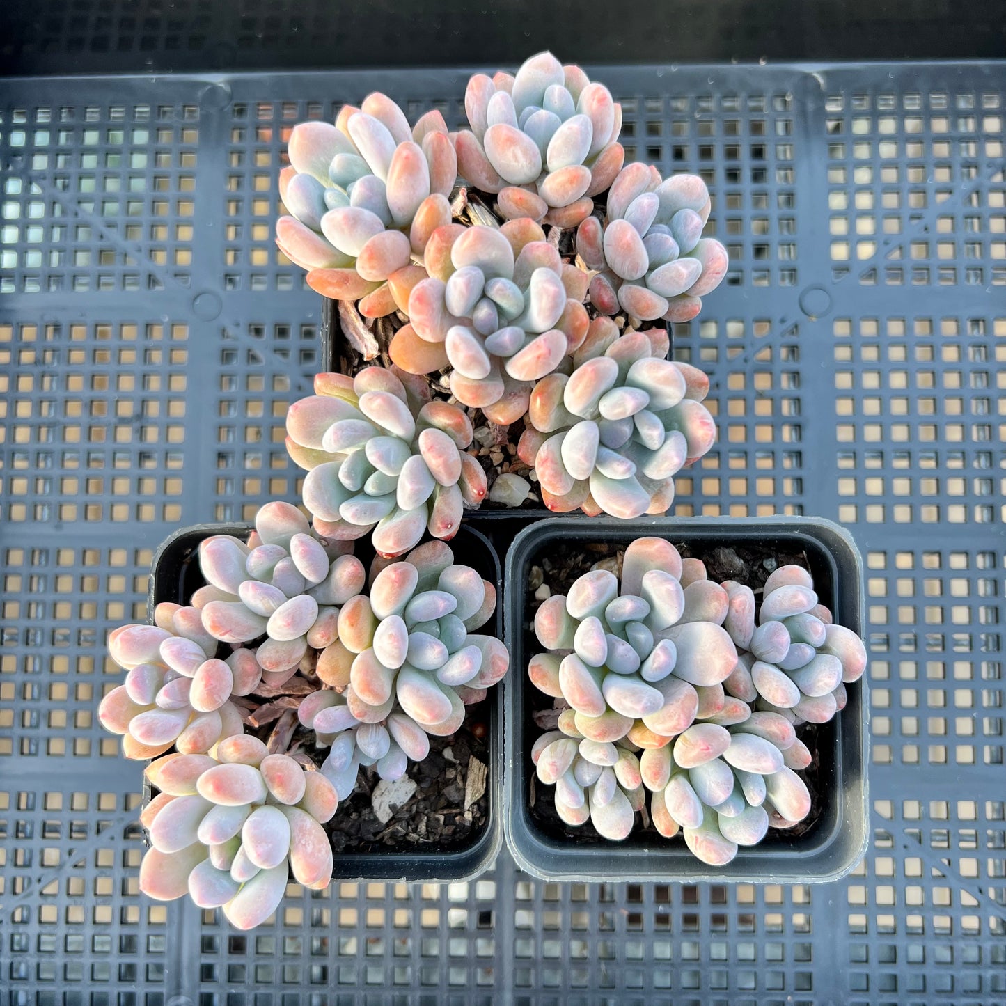 Pachyveria Clavifolia
