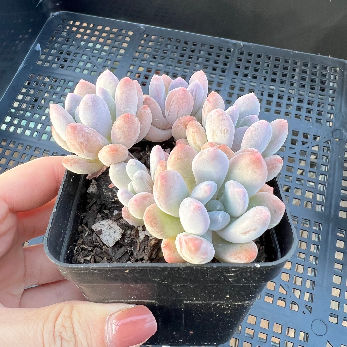 Pachyveria Clavifolia