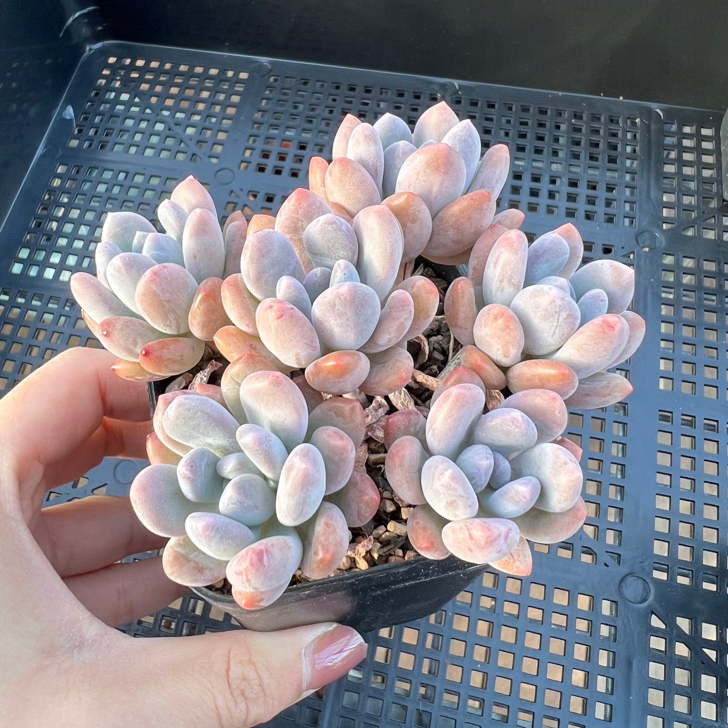 Pachyveria Clavifolia