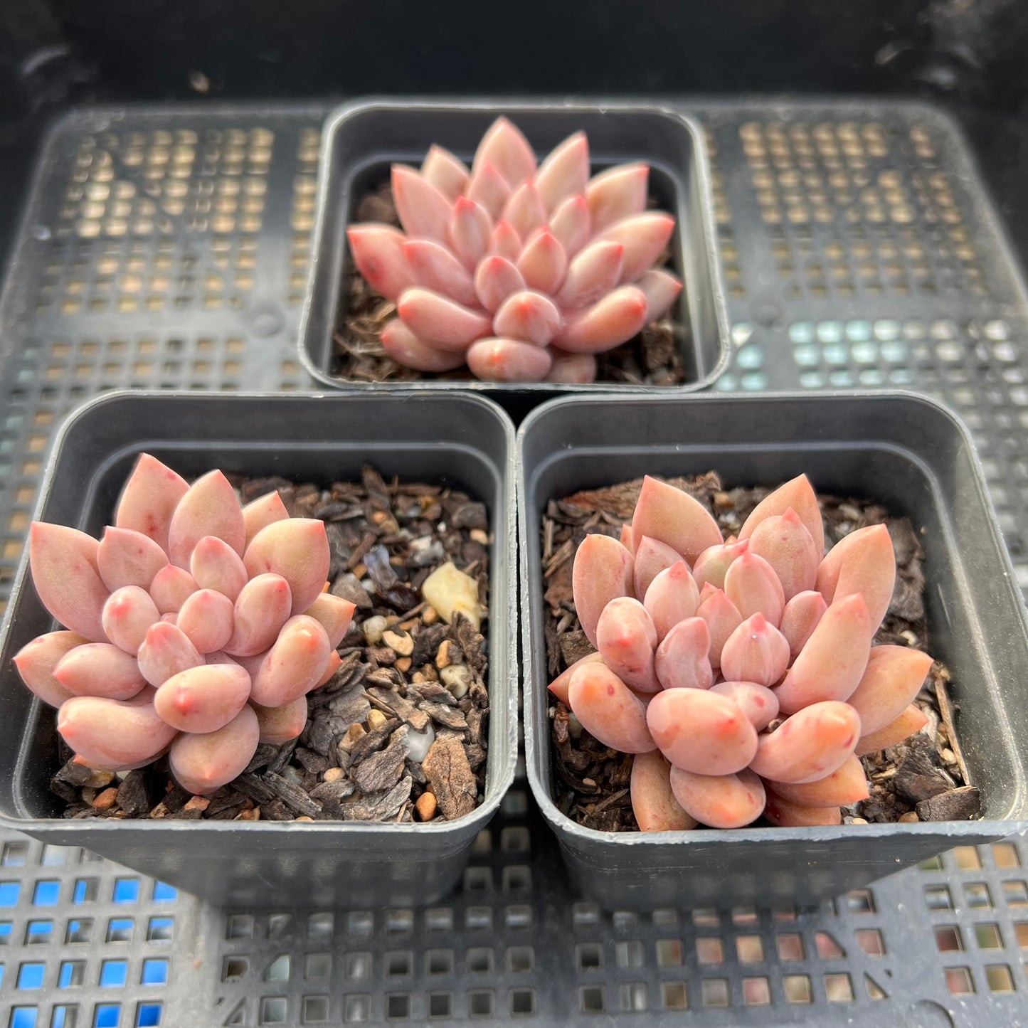 Pachyveria Red Angel's Finger / Red Dragonfly