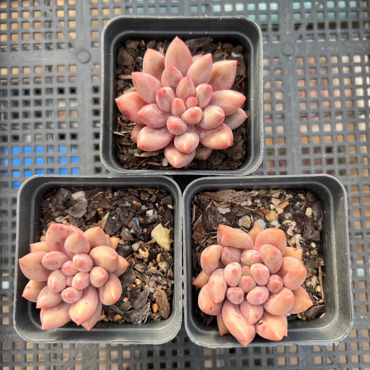 Pachyveria Red Angel's Finger / Red Dragonfly