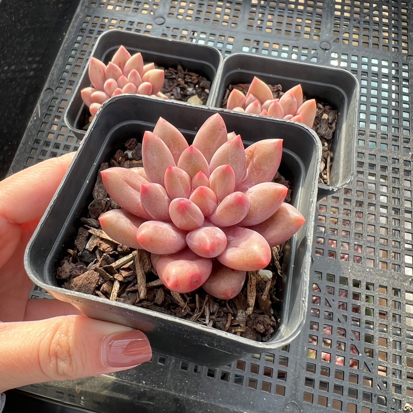 Pachyveria Red Angel's Finger / Red Dragonfly