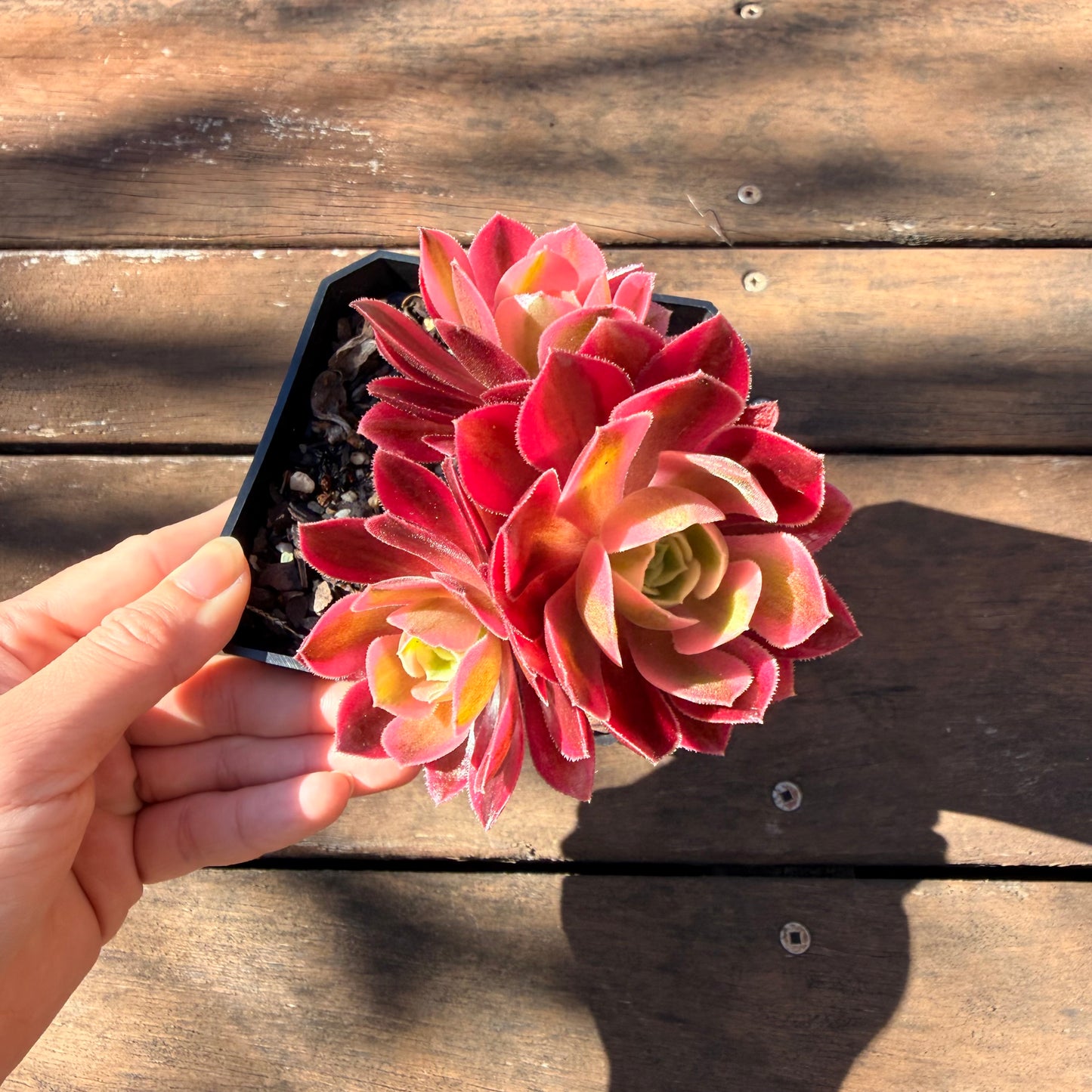 2810 Private link for Judith - Aeonium Pink Witch Single & Multi