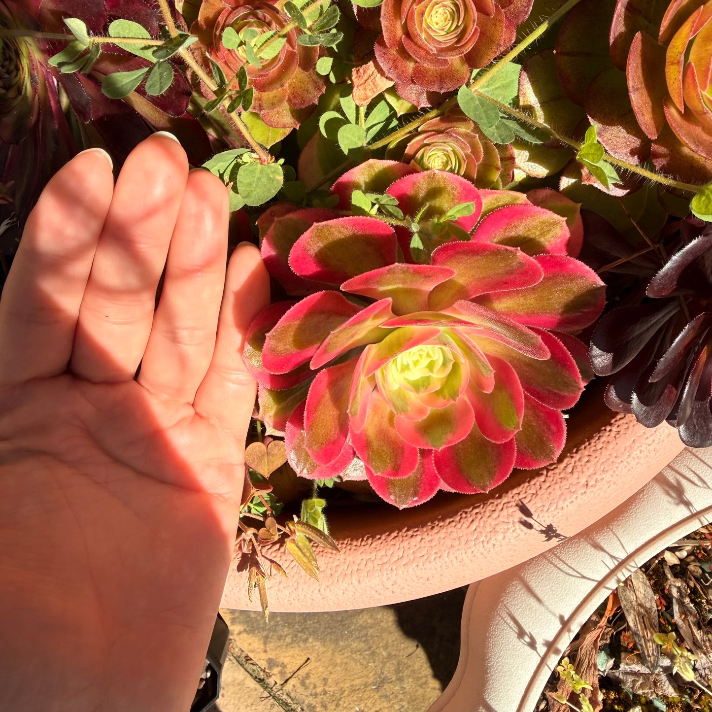 2810 Private link for Judith - Aeonium Pink Witch Single & Multi