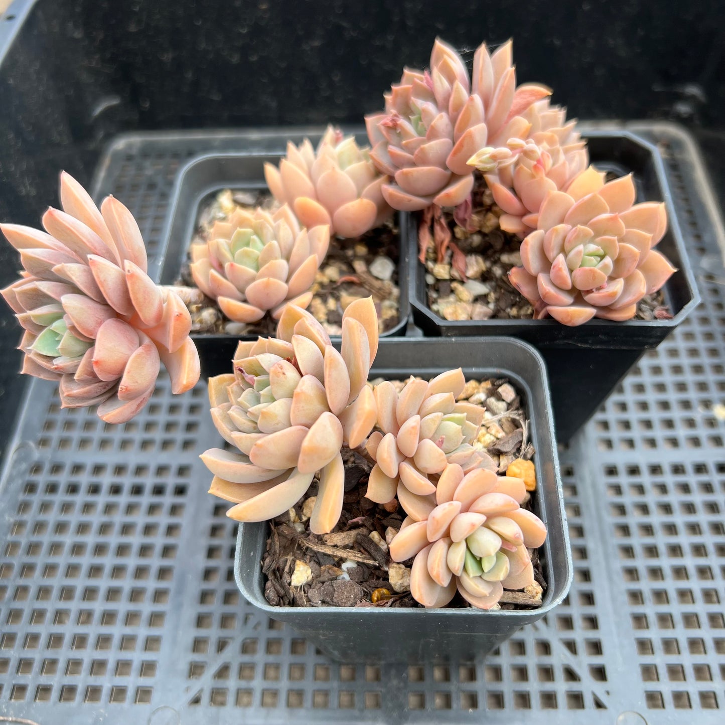 Sedeveria Purple Drop aka Victor