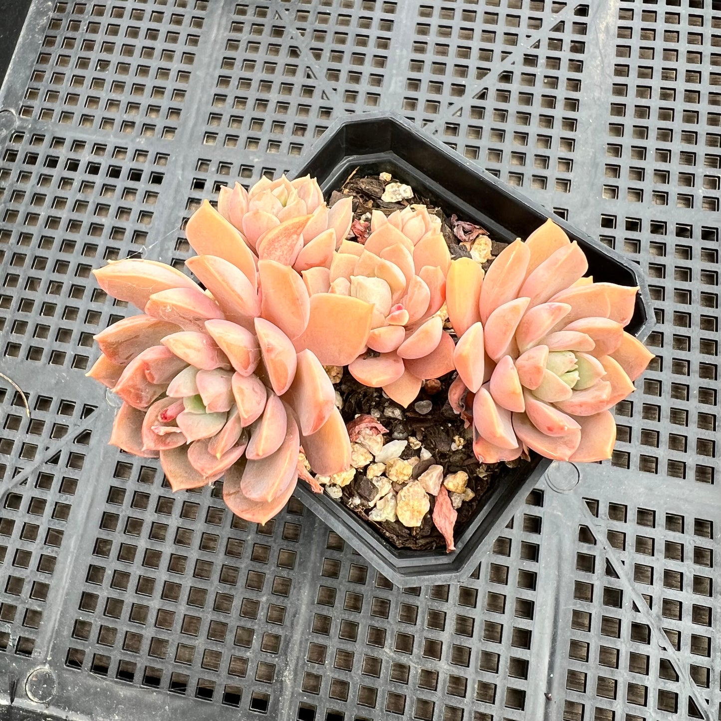 Sedeveria Purple Drop aka Victor