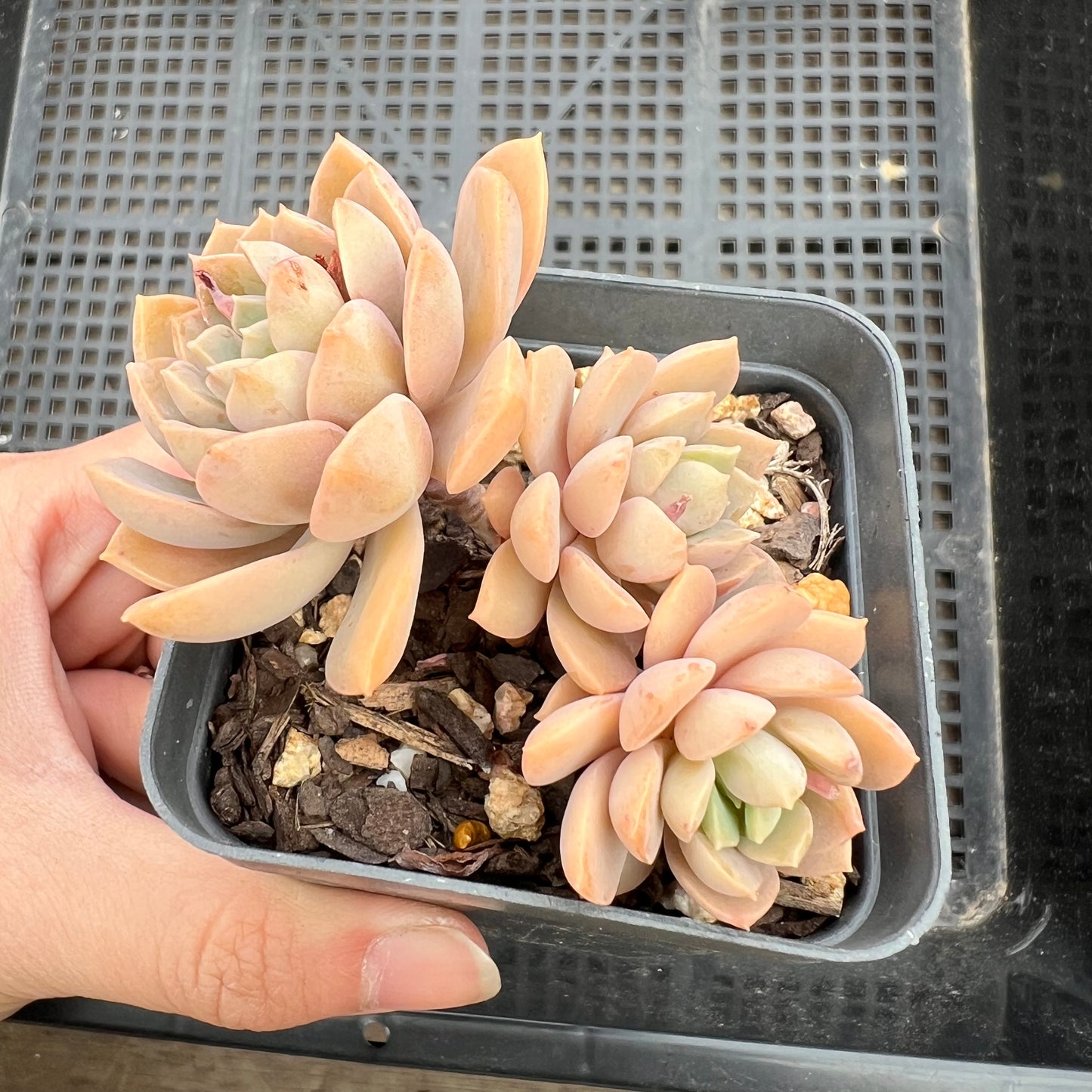 Sedeveria Purple Drop aka Victor