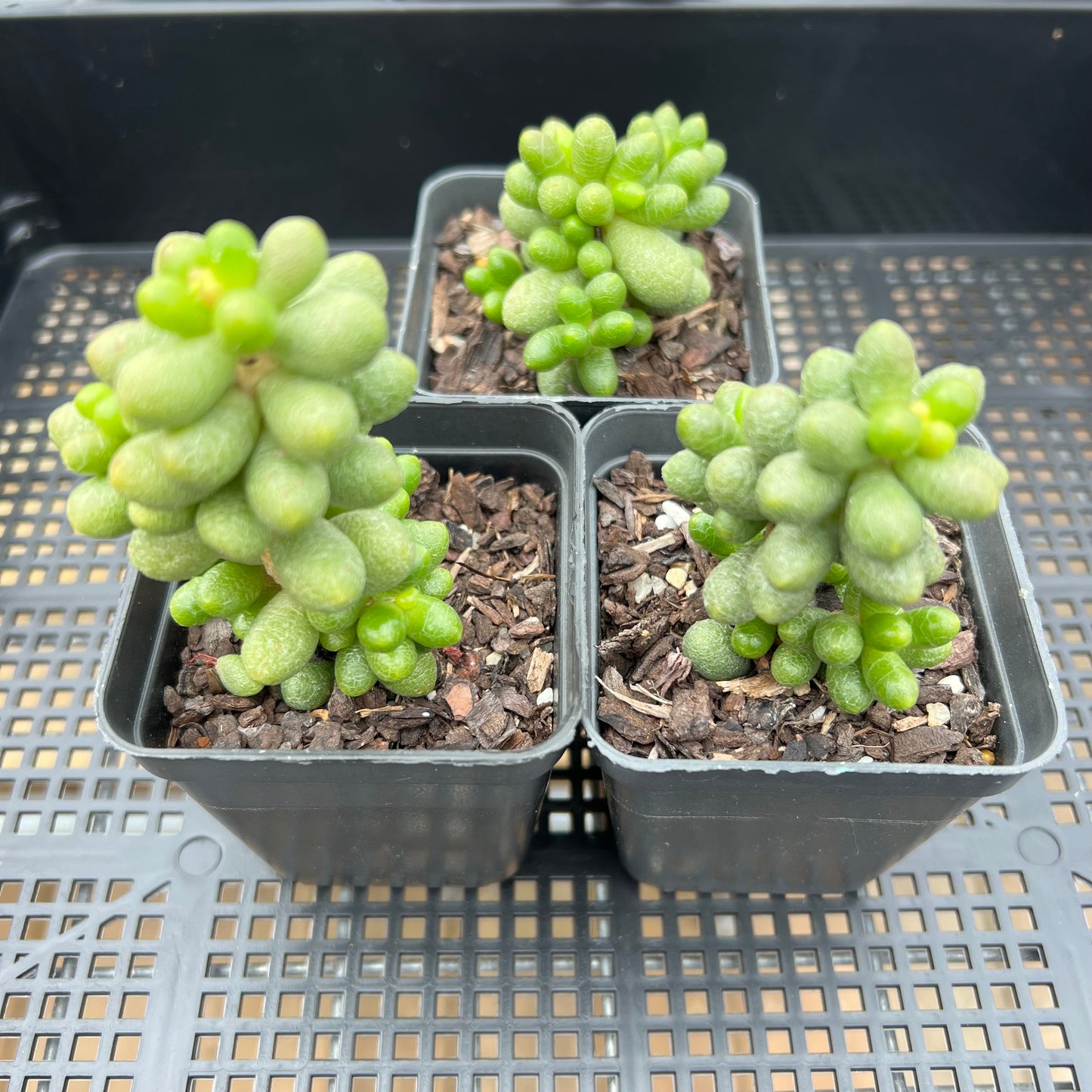 Sedum Hernandezii / Green Turtle Eggs