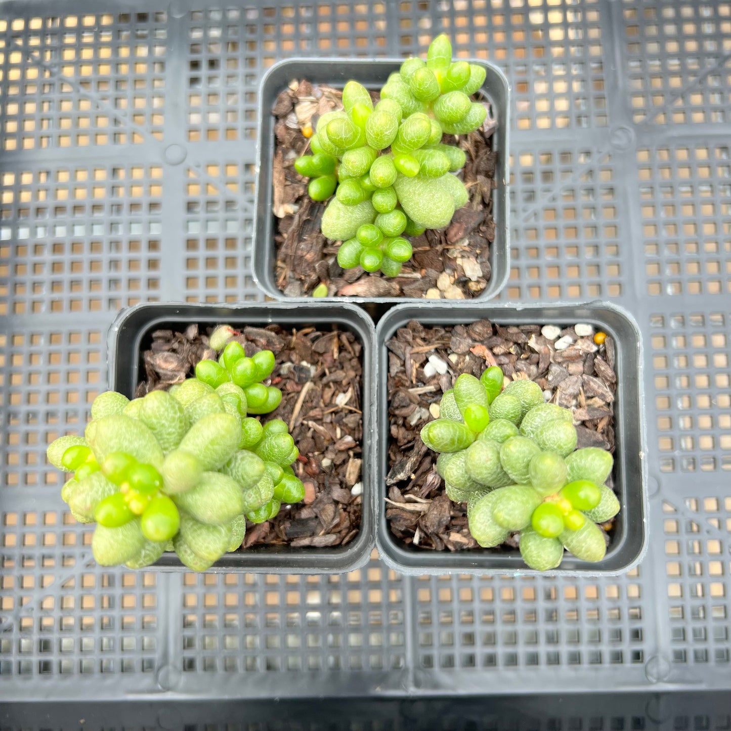Sedum Hernandezii / Green Turtle Eggs