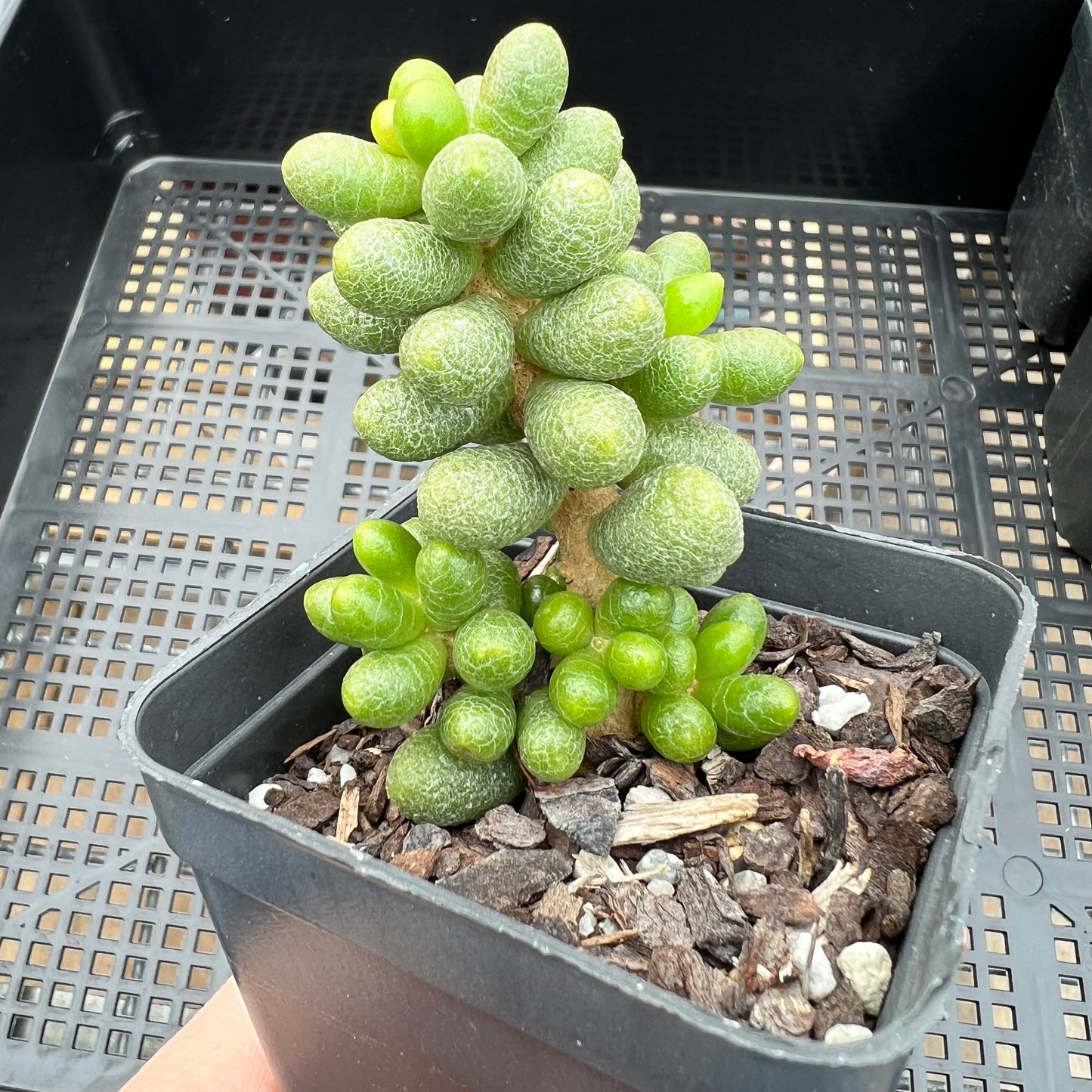 Sedum Hernandezii / Green Turtle Eggs