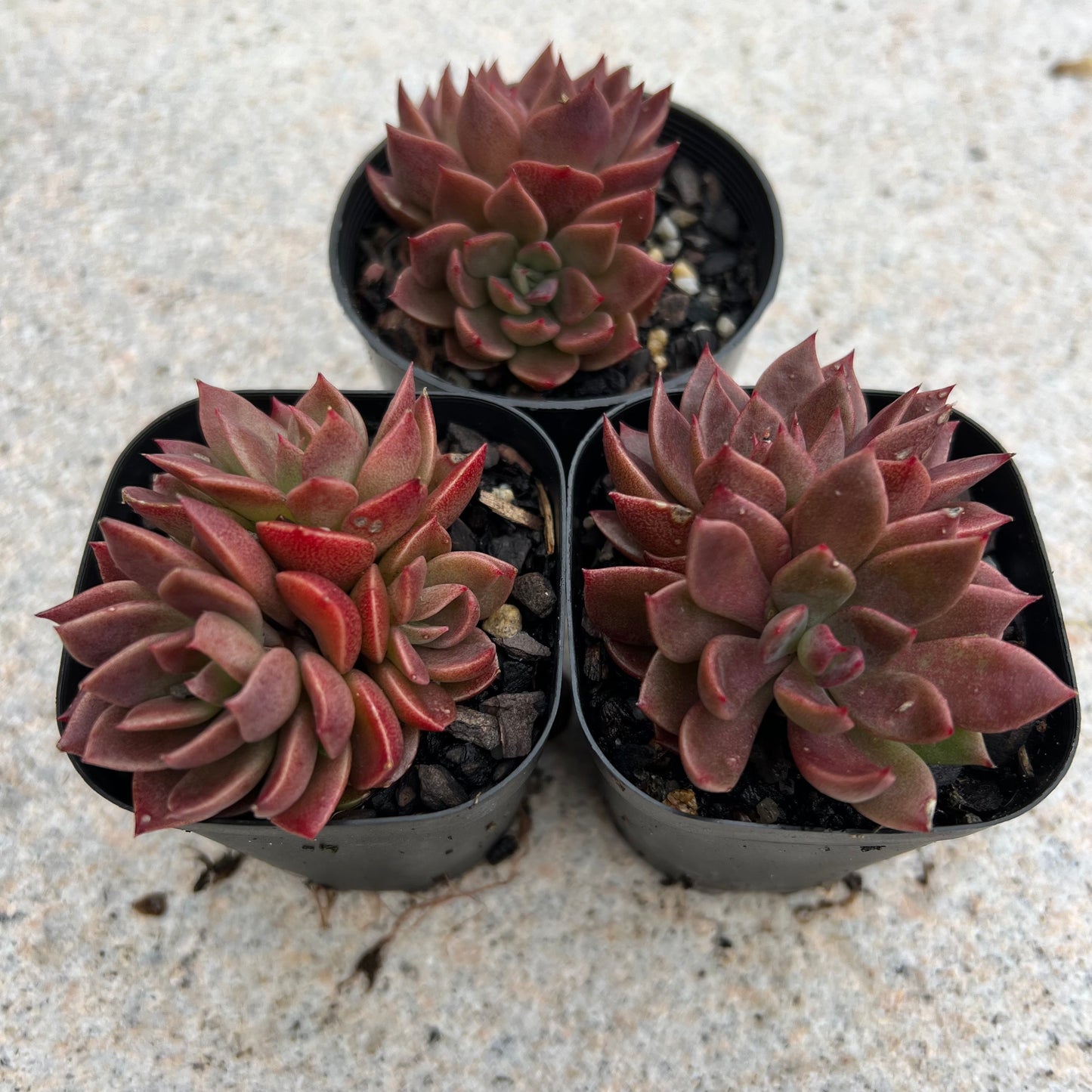 Sinocrassula Indica