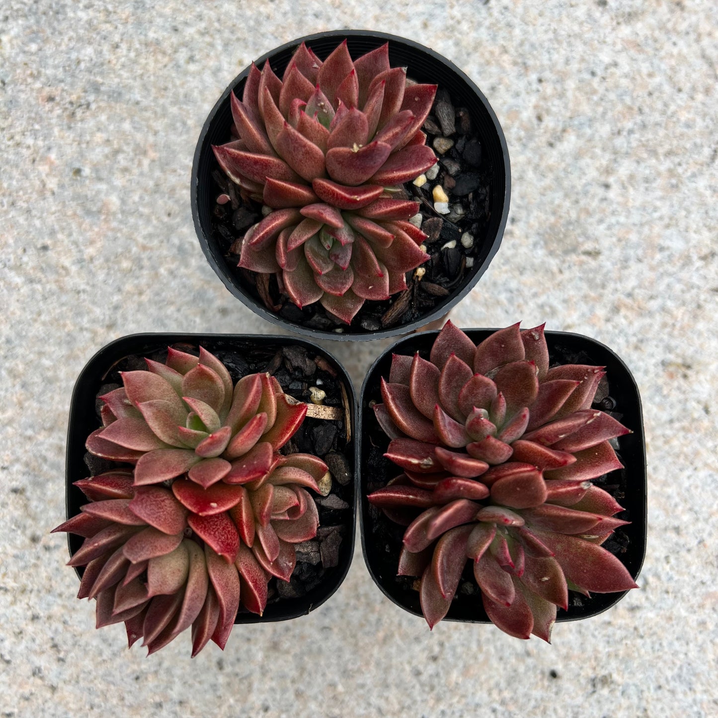 Sinocrassula Indica