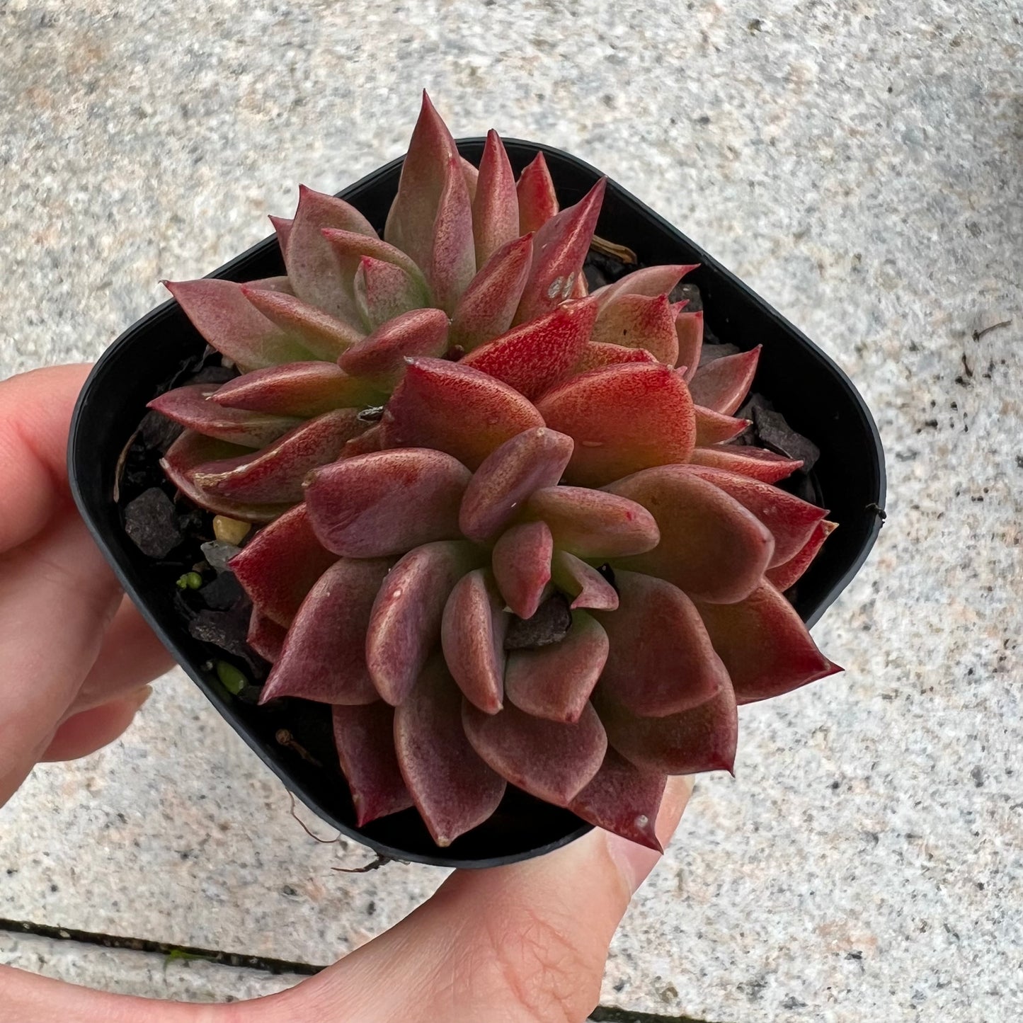 Sinocrassula Indica