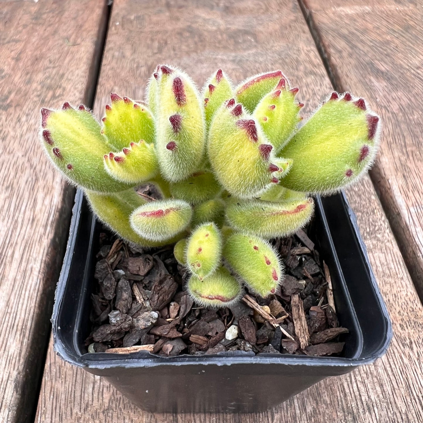 Cotyledon Tomentosa - Bears Paw Yellow Variegated