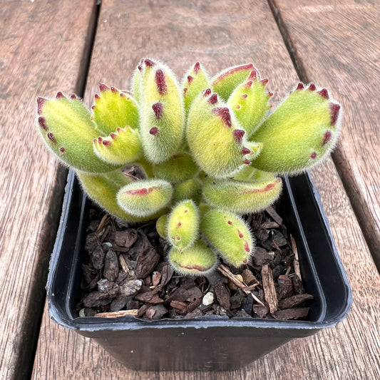 Cotyledon Tomentosa - Bears Paw Yellow Variegated