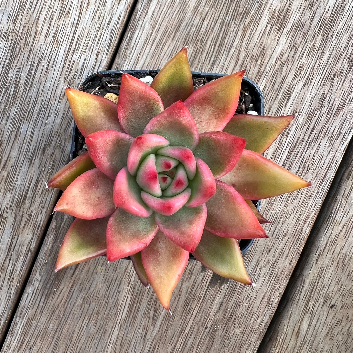 Echeveria Agavoides Frank Reinelt