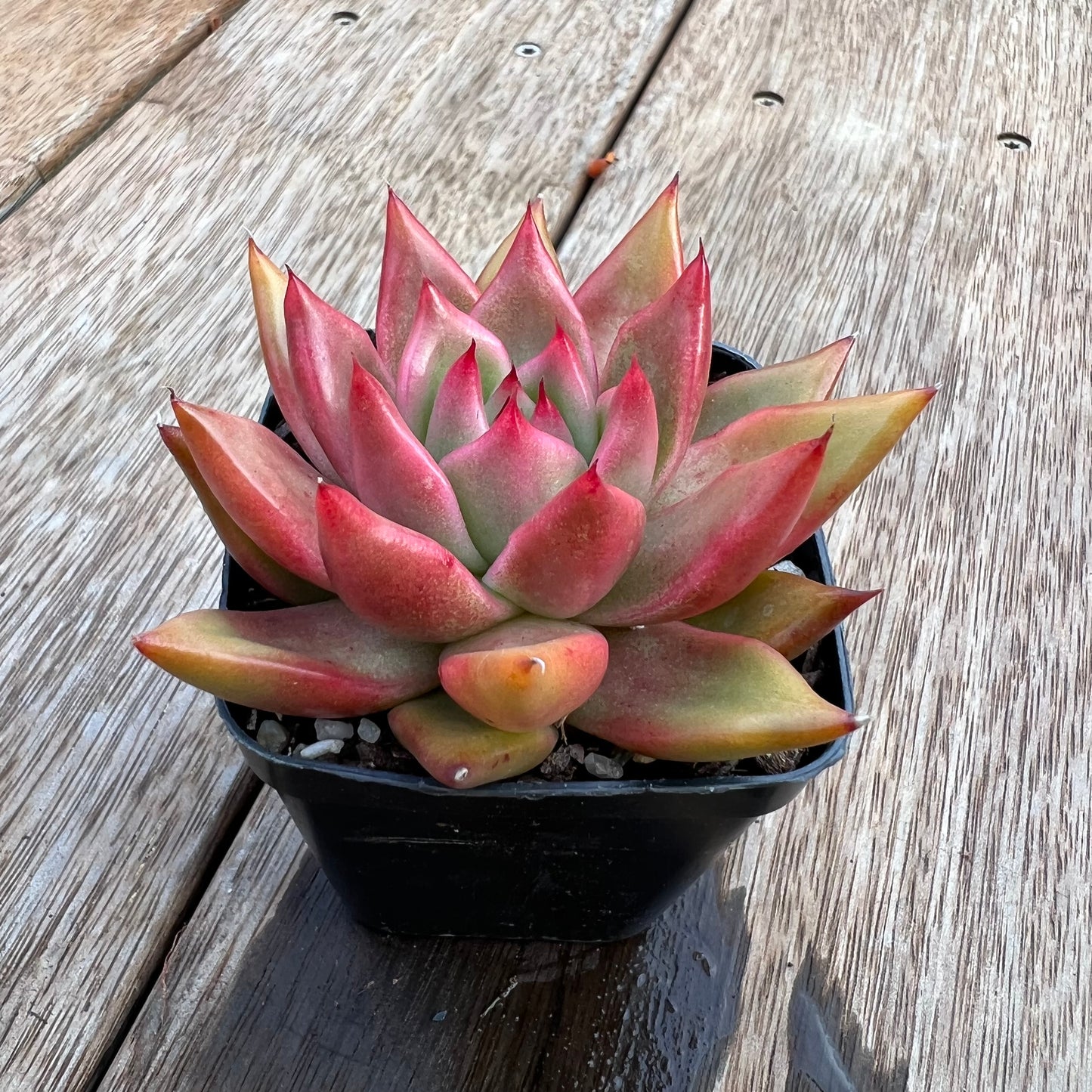 Echeveria Agavoides Frank Reinelt