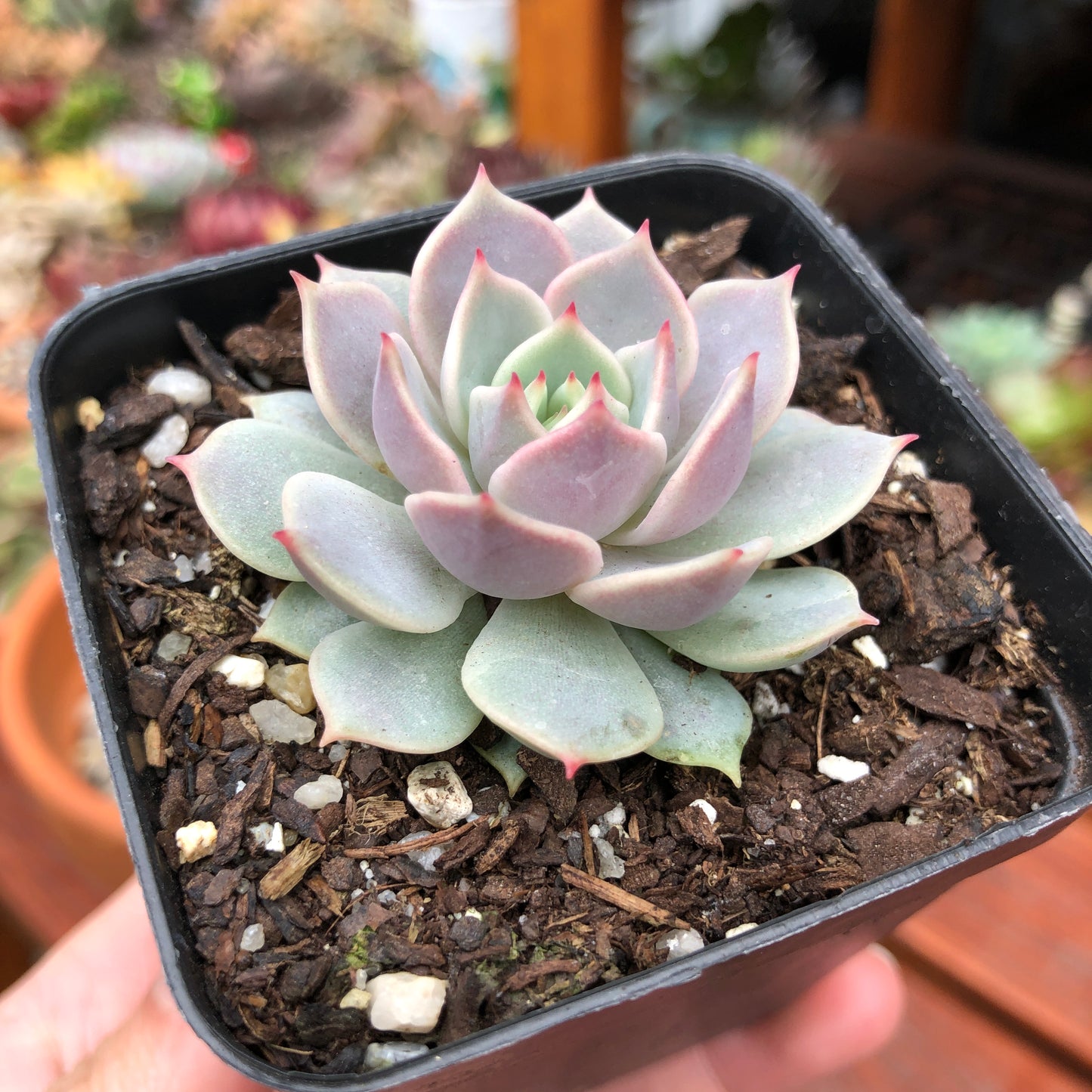 Echeveria Again
