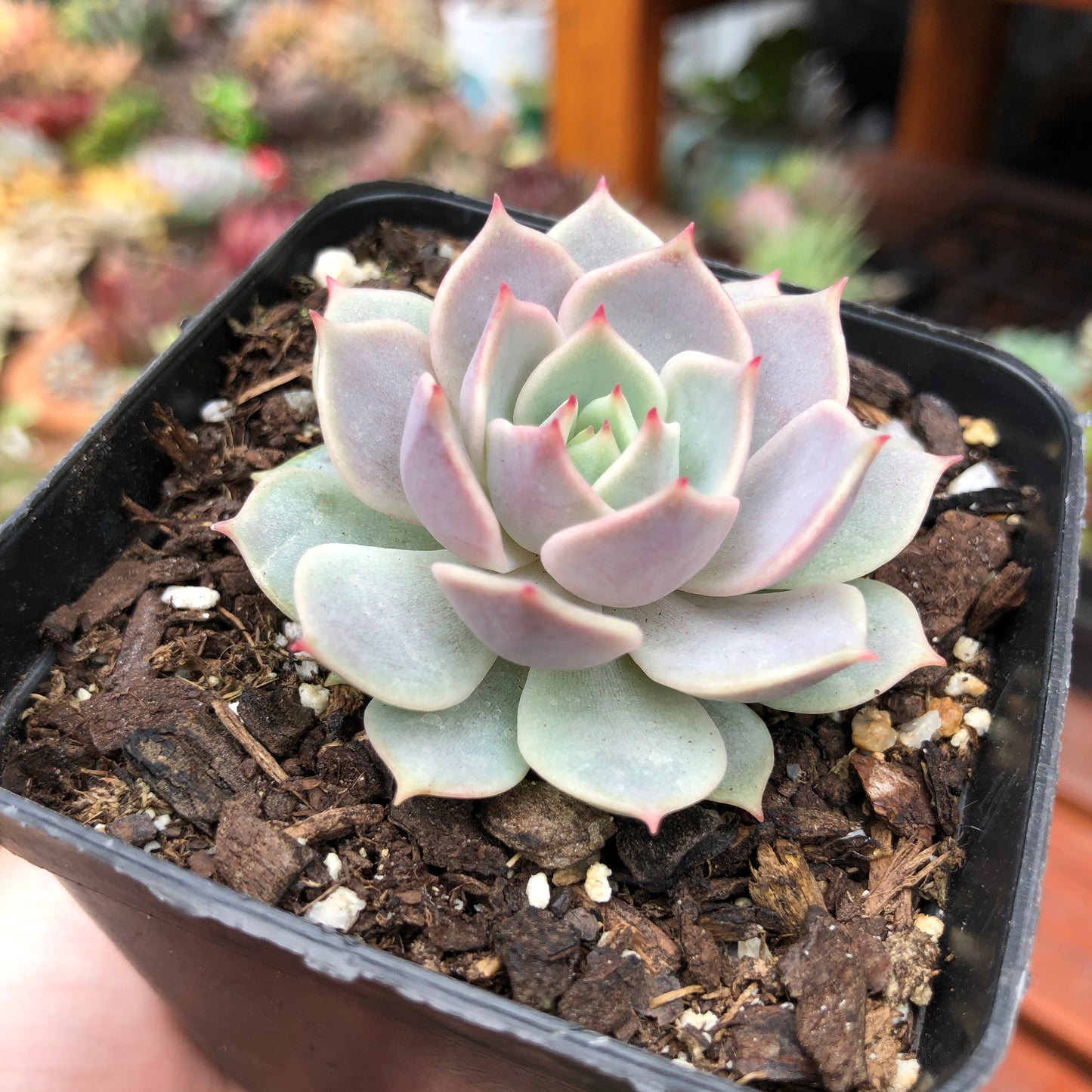 Echeveria Again