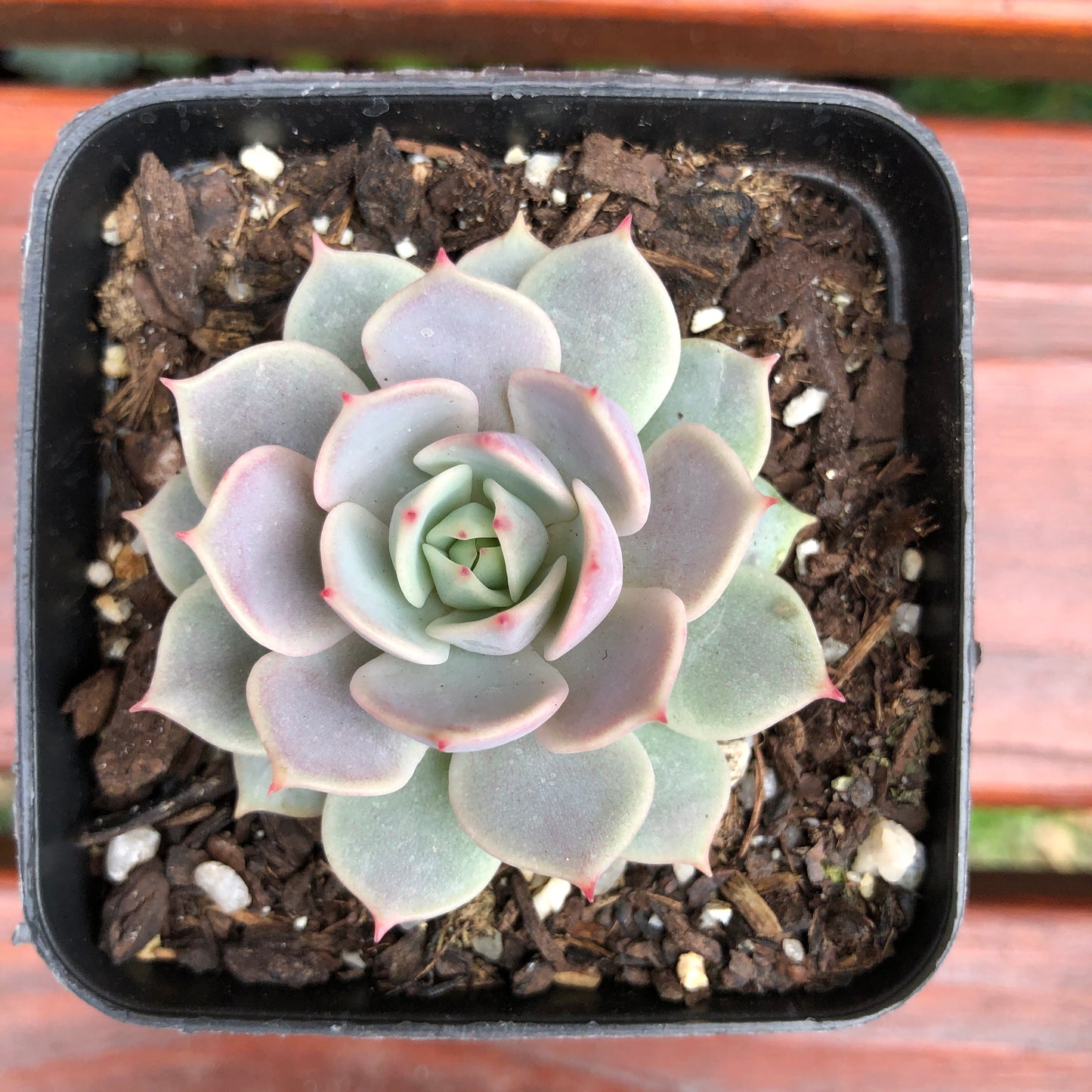 Echeveria Again