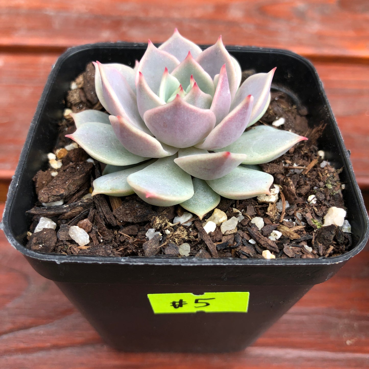Echeveria Again