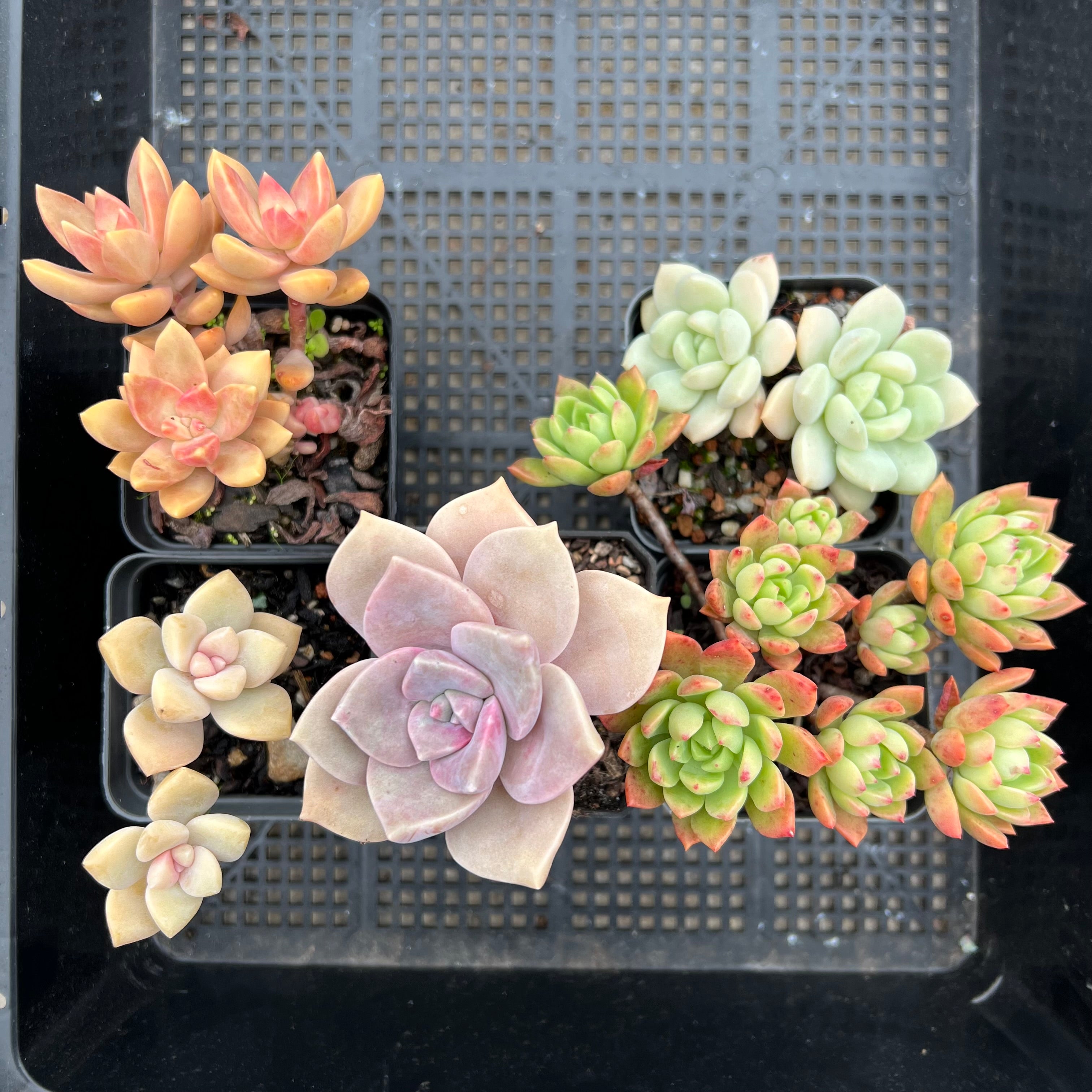 Succulent Value Pack – Bella Succulent Garden