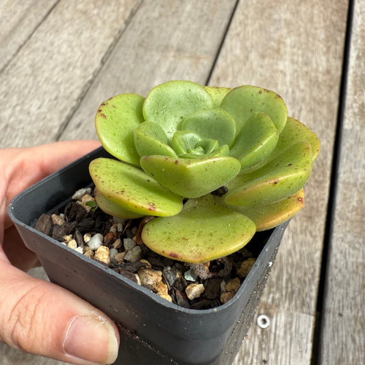 0104 Aeonium Lily Pad