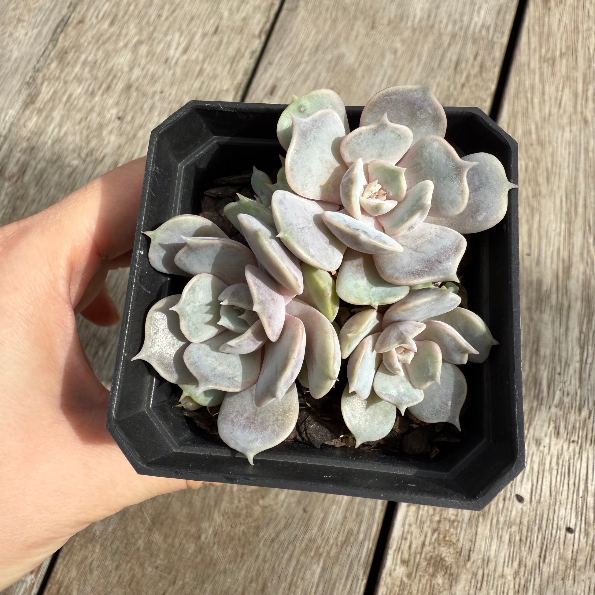 blue surprise succulent 0104 Echeveria Blue Surprise (Multi) – Bella Succulent Garden