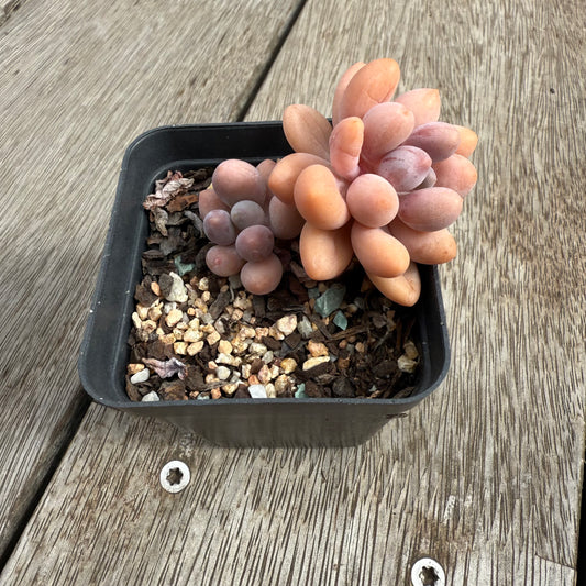 0104 Pachyphytum 'Egg Tart'