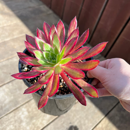 0108 Aeonium Peacock Variegated