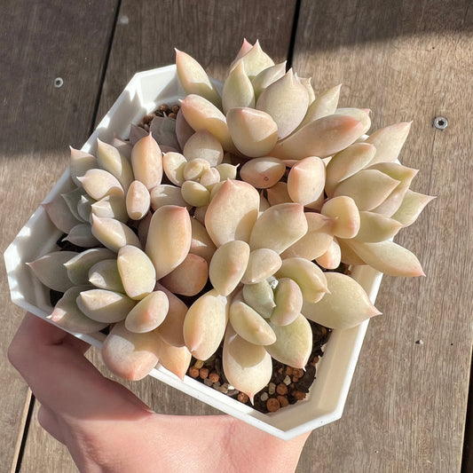 0108 Echeveria Machete