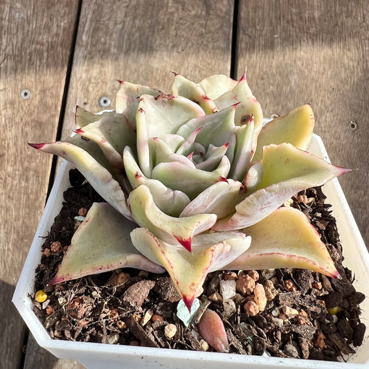 0108 Echeveria Madiba / Pink Lips