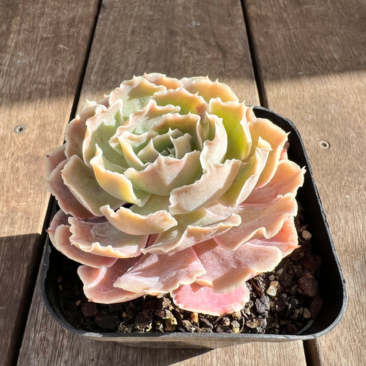 0108 Echeveria Shaviana 'Hime'