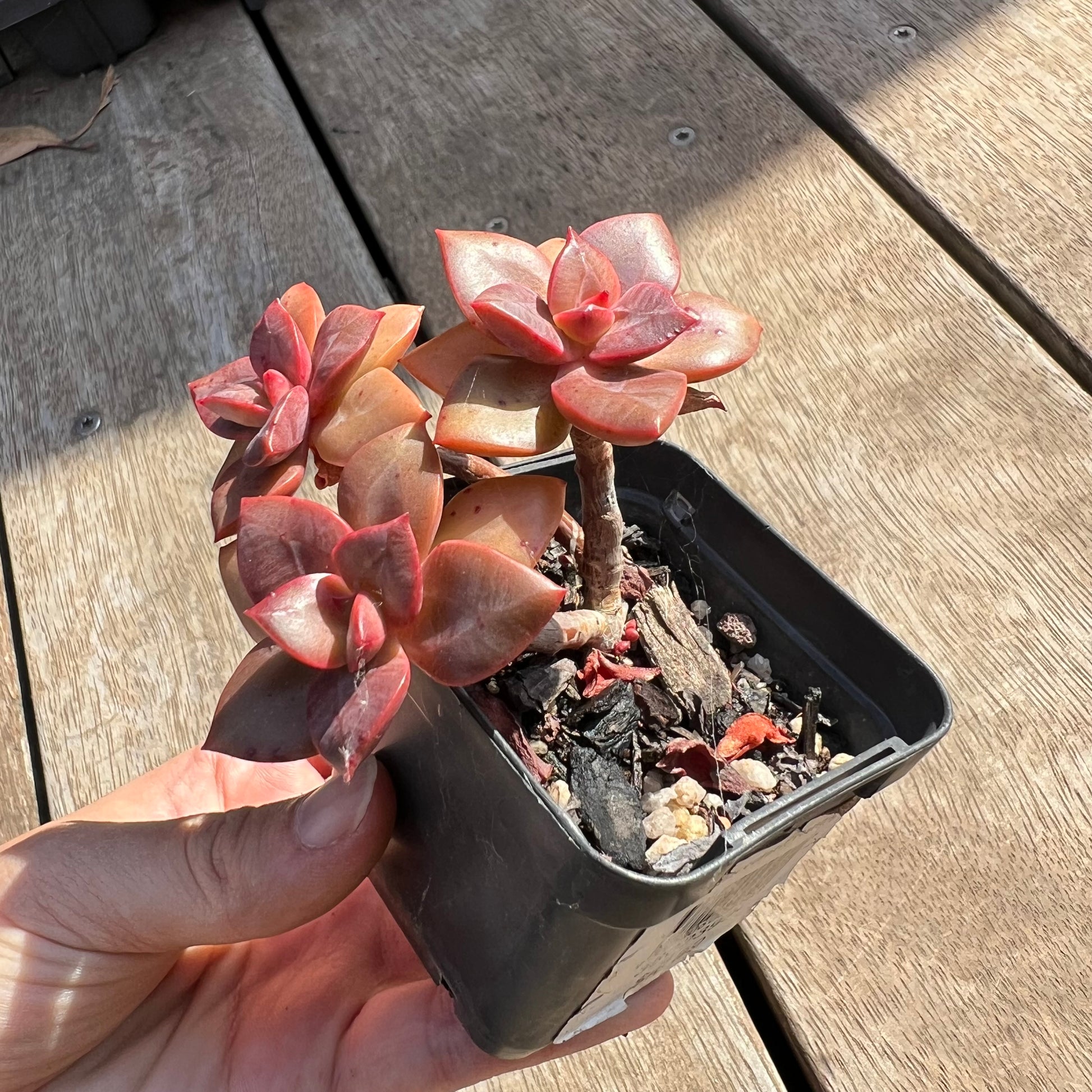echeveria chroma succulent 0204 Echeveria Chroma(multi) – Bella Succulent Garden