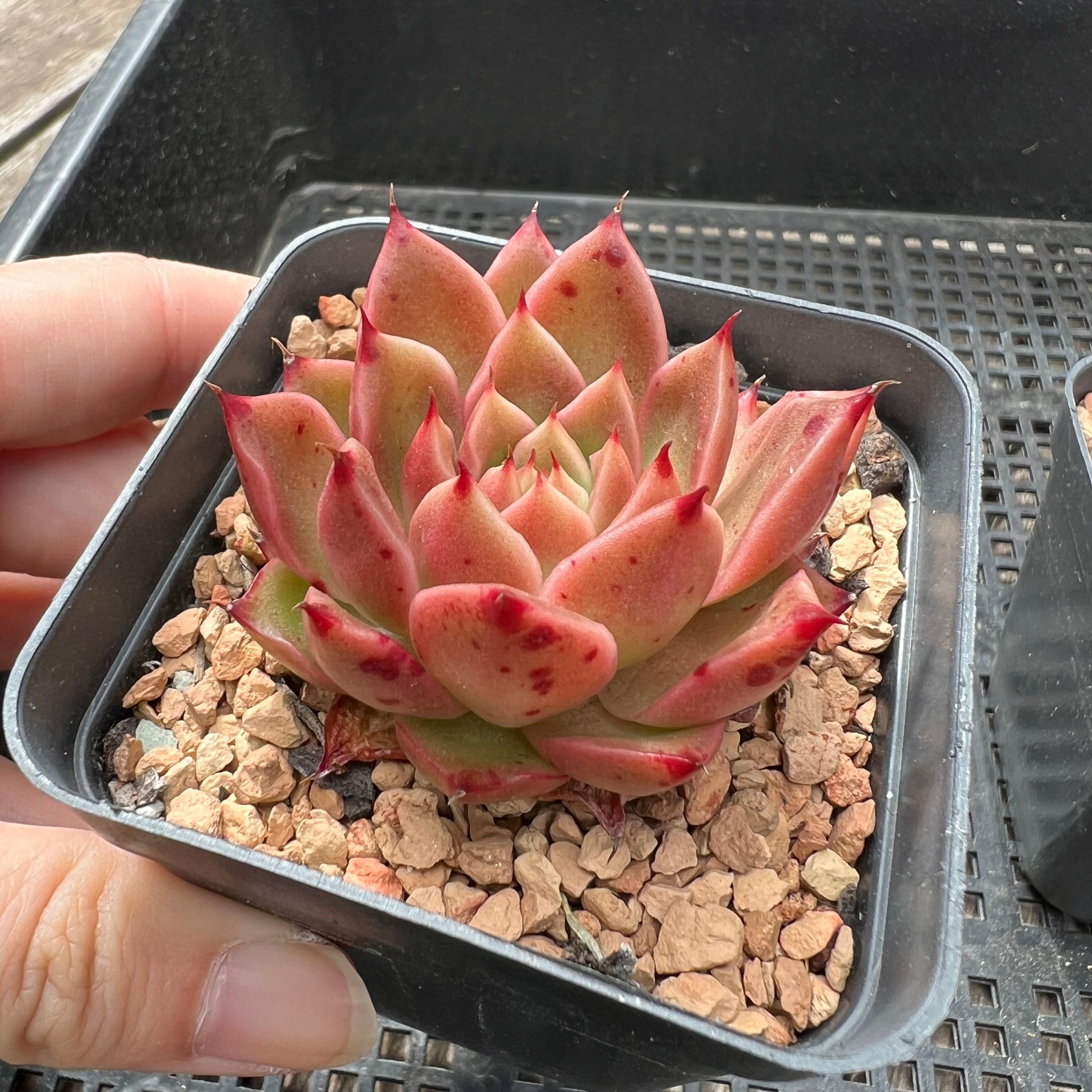 korean hybrid succulents Echeveria 'Dancing Soul'
