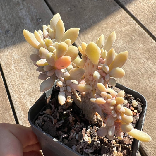 0204 Graptophytum Supreme Cresta