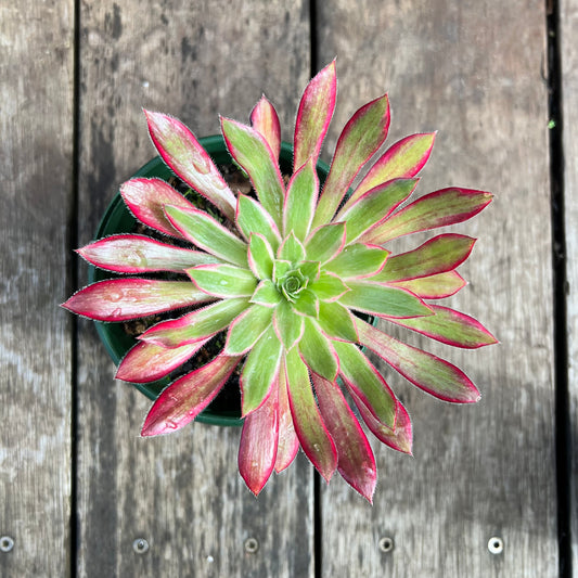 0207 Aeonium Peacock Variegated