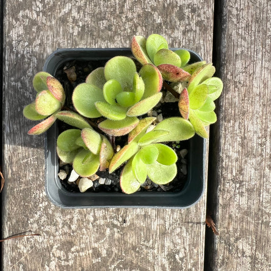 0207 Aeonium Saundersii