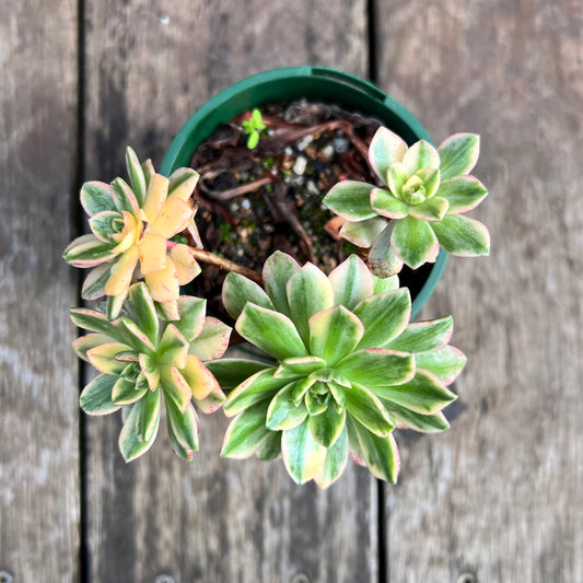 0108 Aeonium 'Sweet Tea'