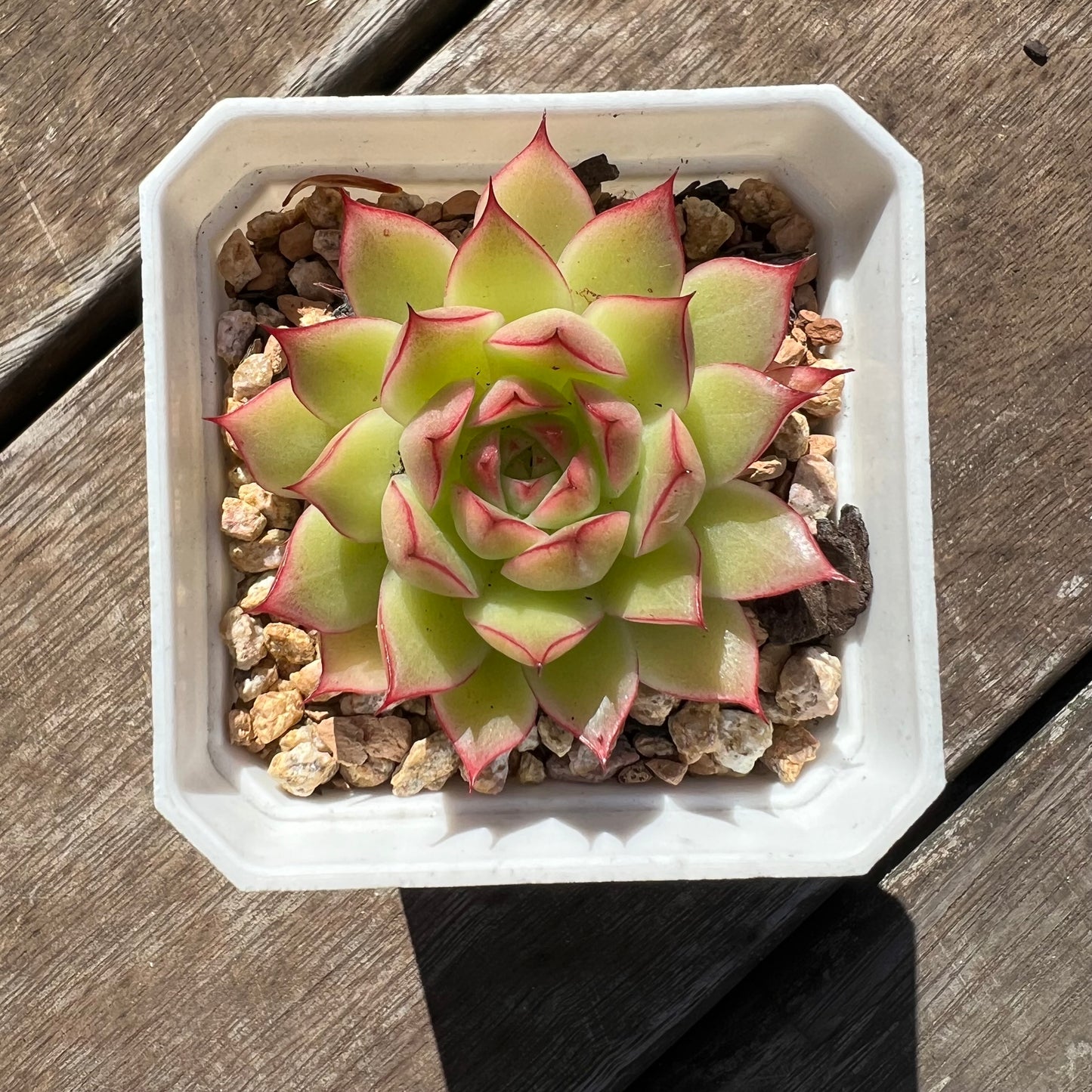 0207 Echeveria Line Queen