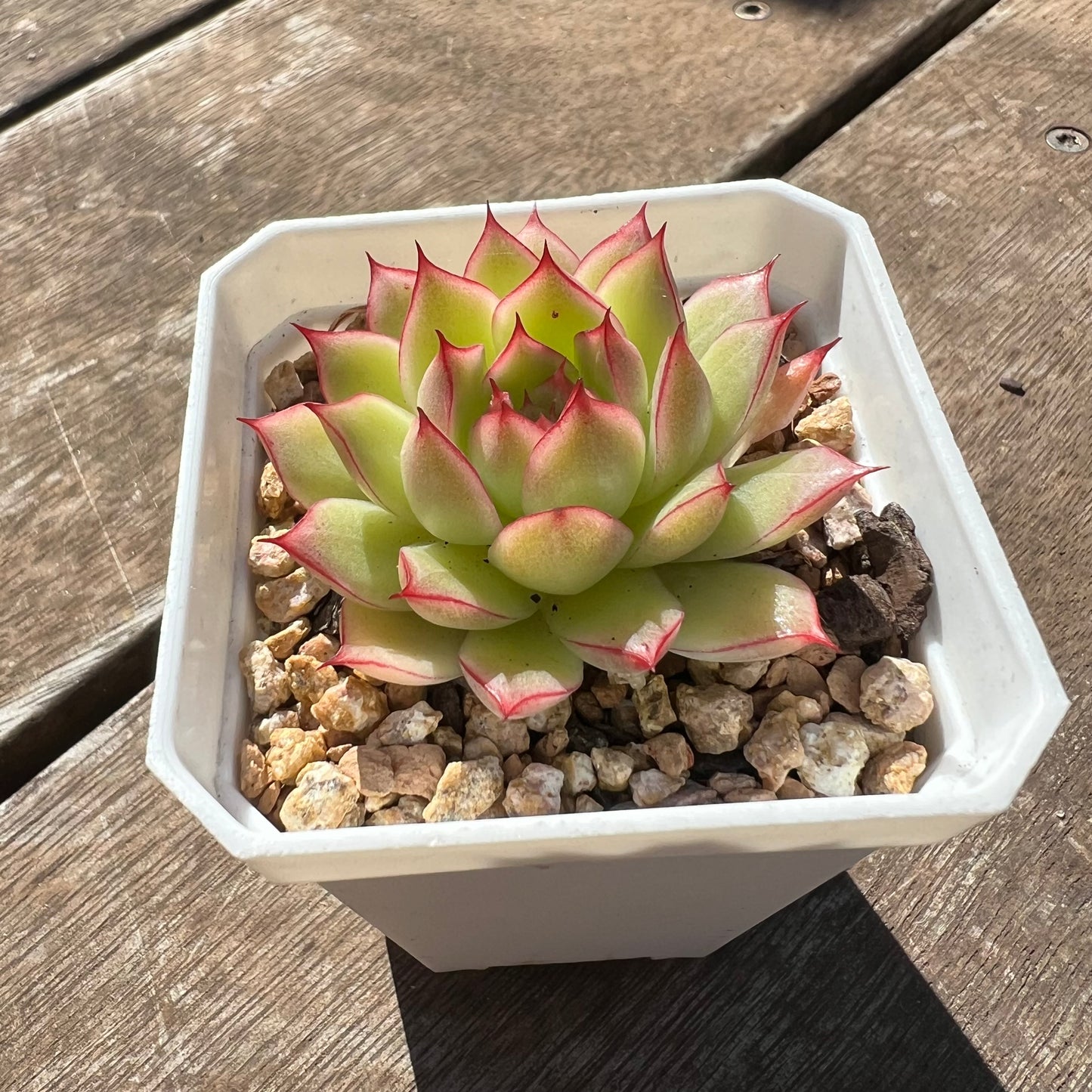 0207 Echeveria Line Queen