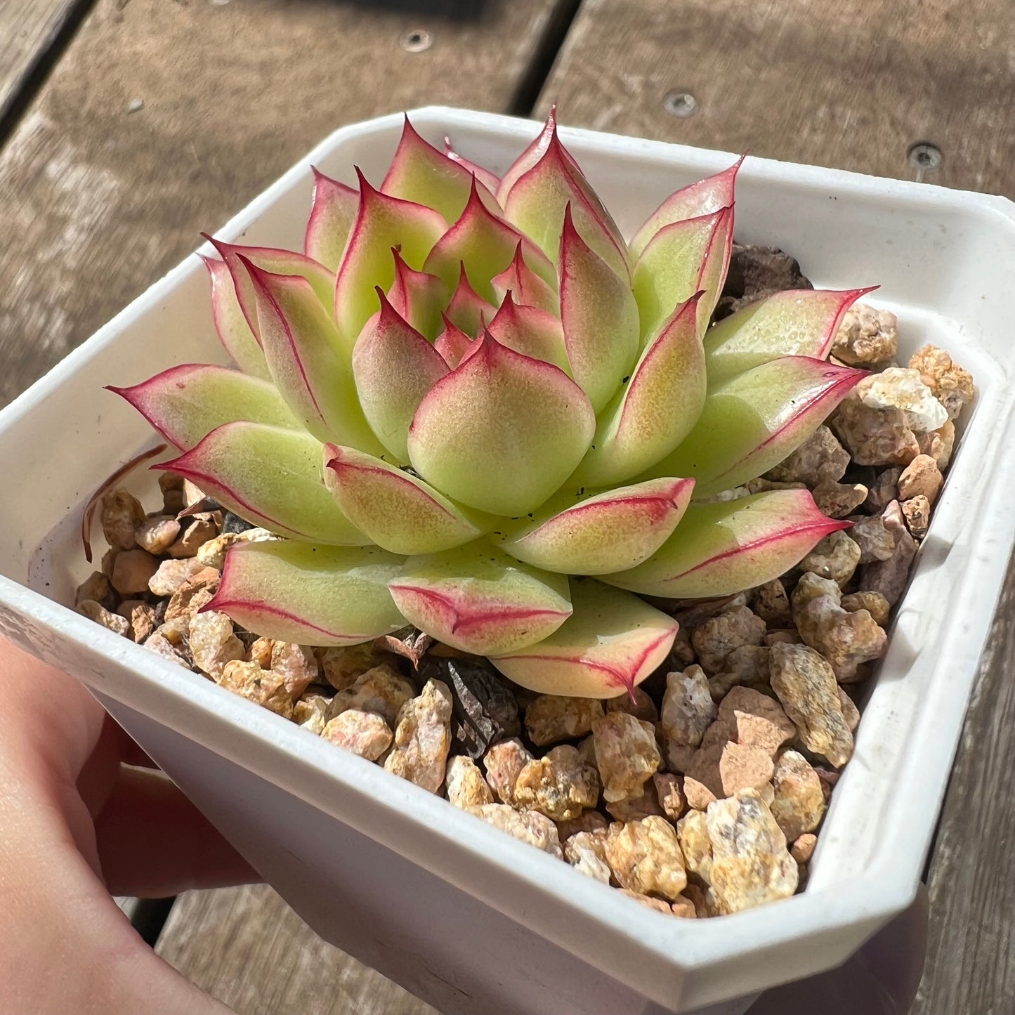 0207 Echeveria Line Queen