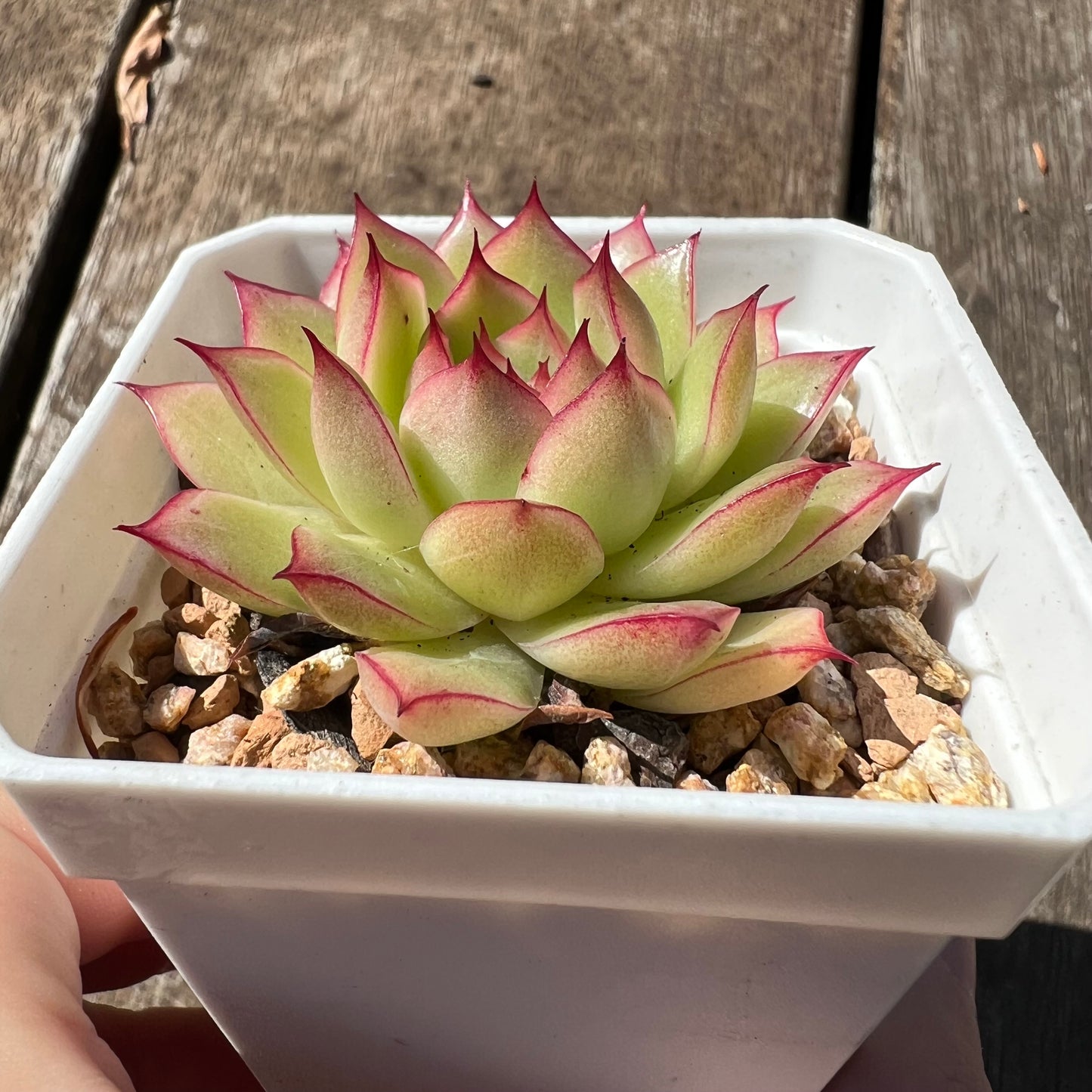 0207 Echeveria Line Queen