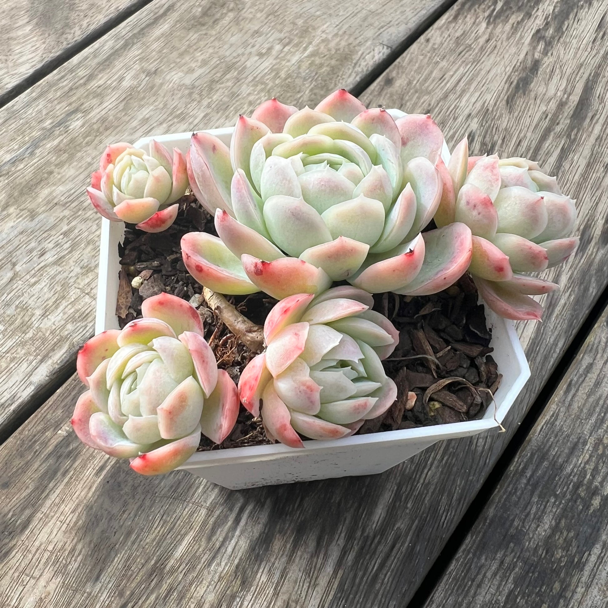 raspberry ice succulent 0207 Echeveria Raspberry Ice Hybrid