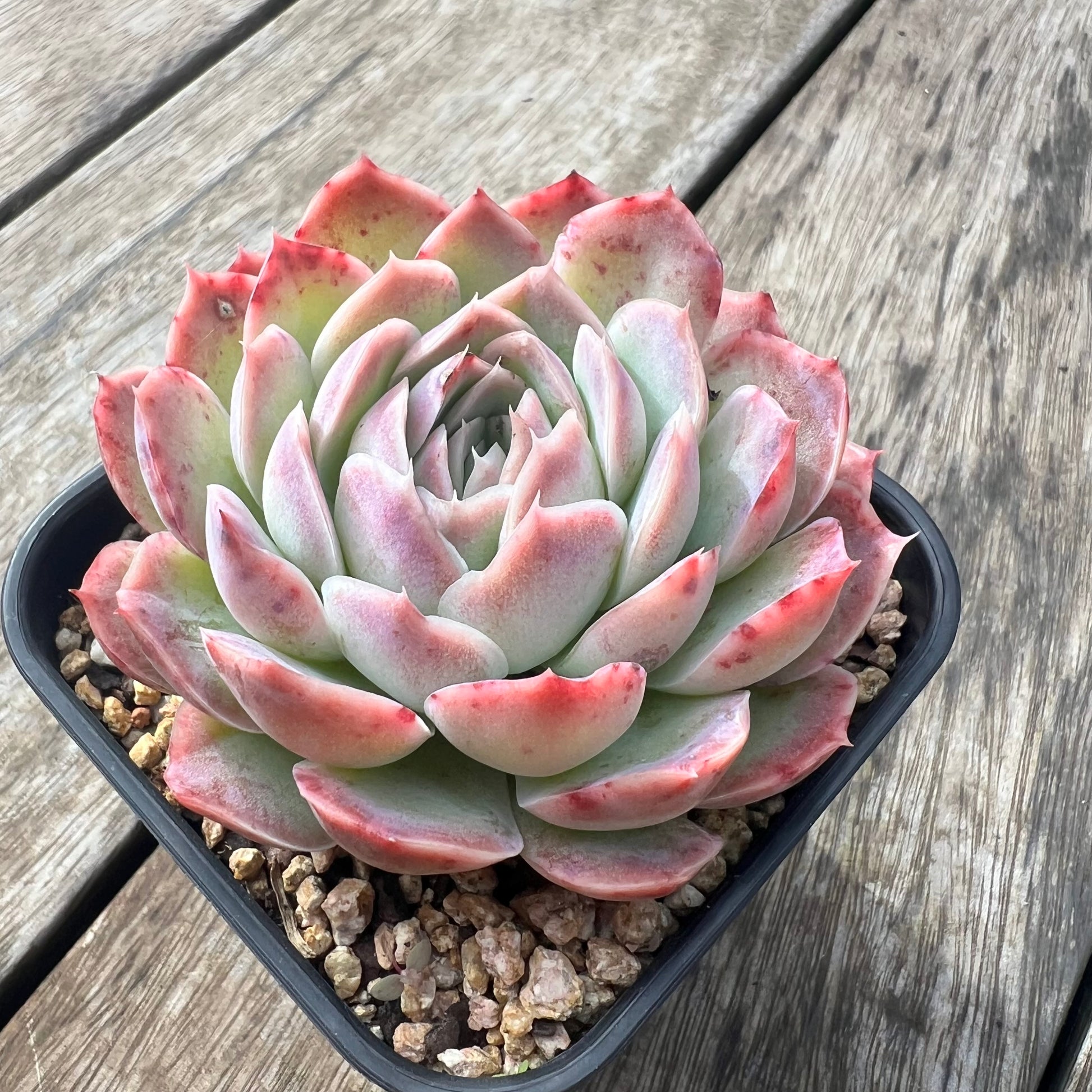 strawberry ice succulents 0207 Echeveria Strawberry Ice